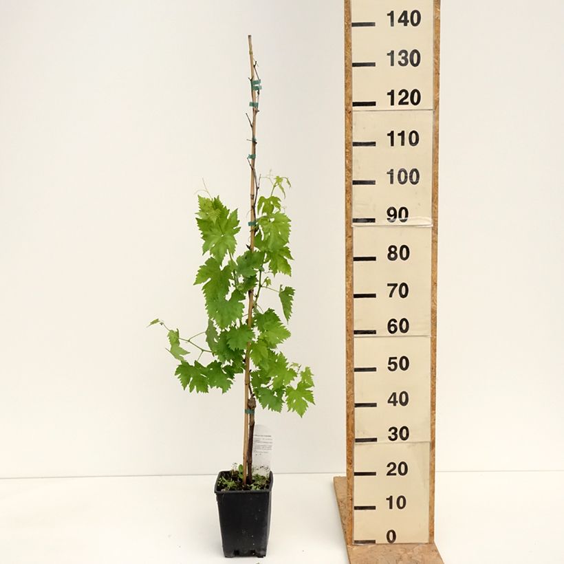 Example of Weinrebe Pizzutello Nero Topf mit 1,5L/2L as you get in printemps