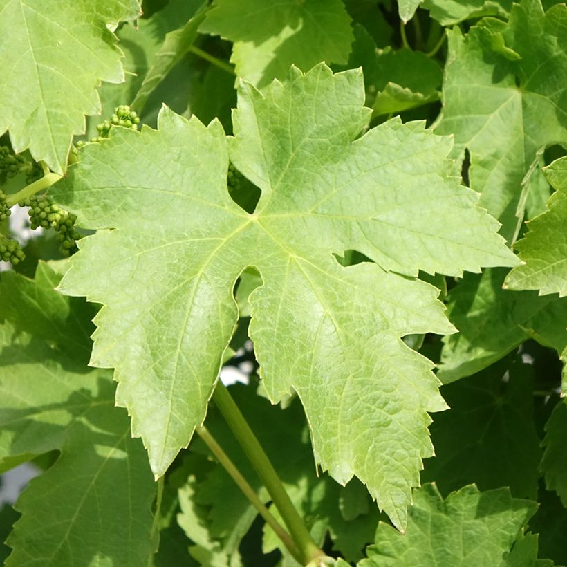 Weinrebe Regina dei Vigneti (Incrocio Mathiasz 140) (Foliage)