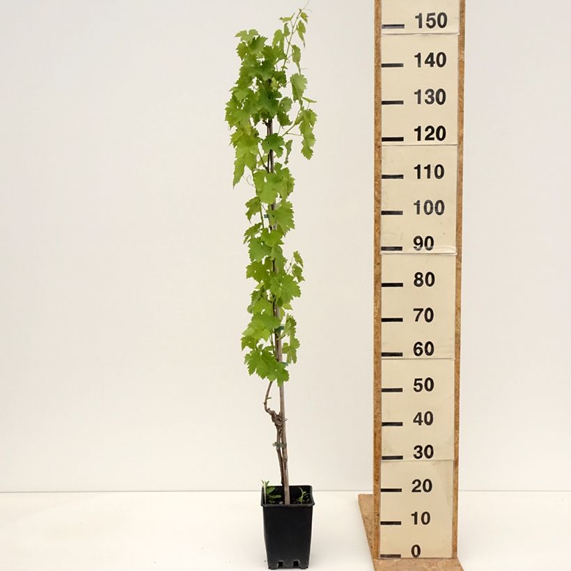 Example of Weinrebe Regina dei Vigneti (Incrocio Mathiasz 140) Topf mit 1,5L/2L as you get in printemps
