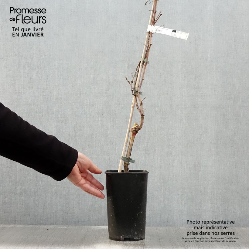 Exemplar von Weinrebe Roi des Précoces Topf mit 2L/3L wie im Winter geliefert