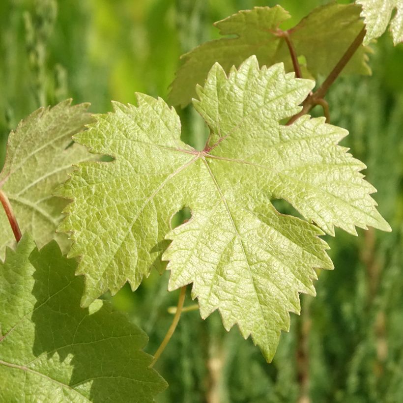 Weinrebe Roi des Précoces (Foliage)