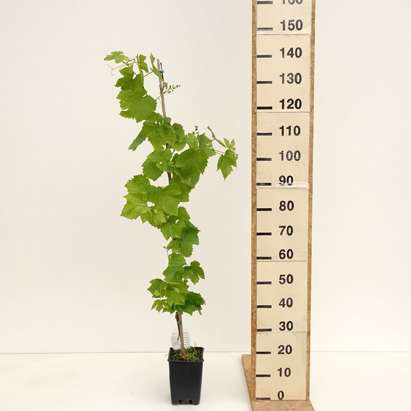 Example of Weinrebe Topazia - Vitis labrusca x vinifera Topf mit 3L/4L as you get in printemps