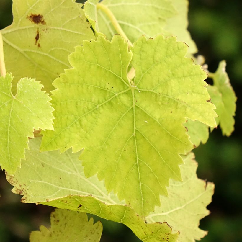 Weinrebe Vanessa (Foliage)