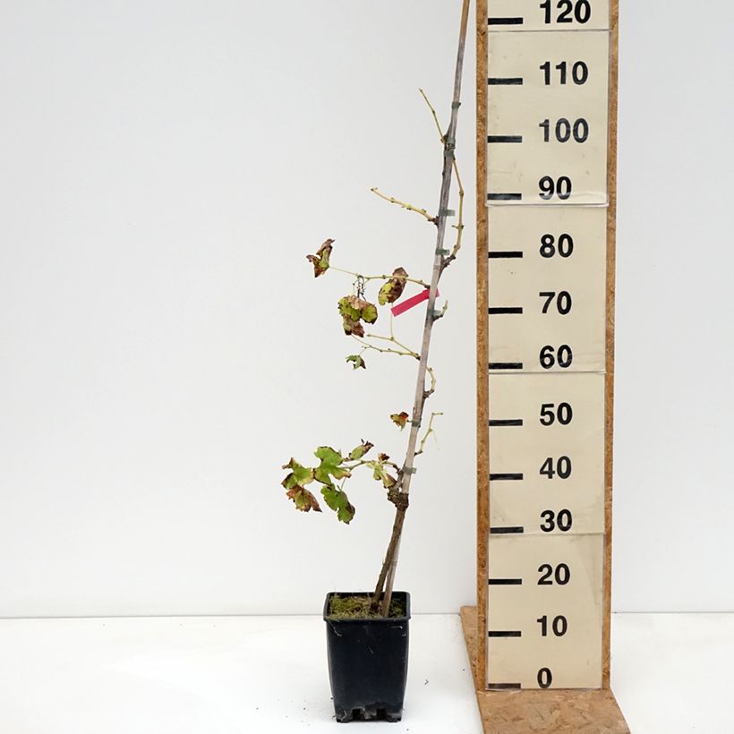 Exemplar von Weinrebe Vittoria Topf mit 1,5L/2L wie im Herbst geliefert