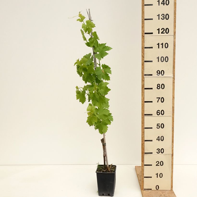 Example of Weinrebe Vittoria Topf mit 1,5L/2L as you get in printemps