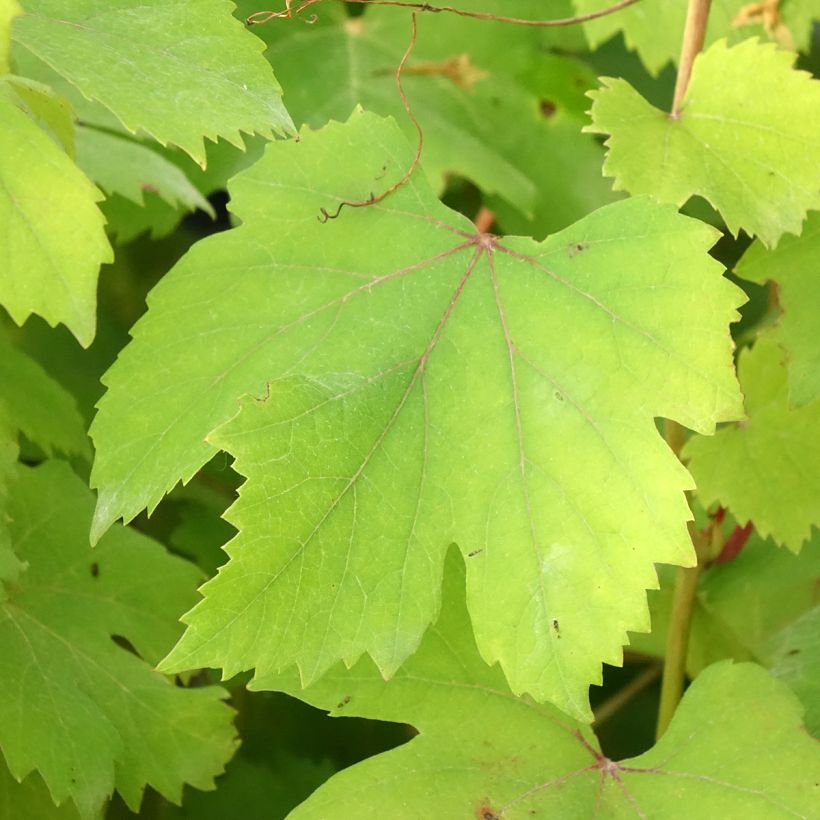 Weinrebe Dolcetto (Foliage)