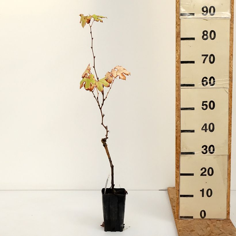 Exemplar von Weinrebe Dolcetto Topf mit 1,5L/2L wie im Herbst geliefert