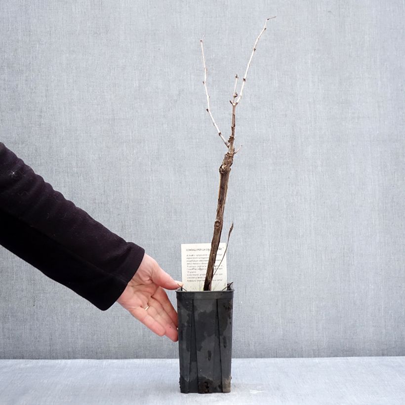 Exemplar von Weinrebe Dolcetto Topf mit 1,5L/2L wie im Winter geliefert