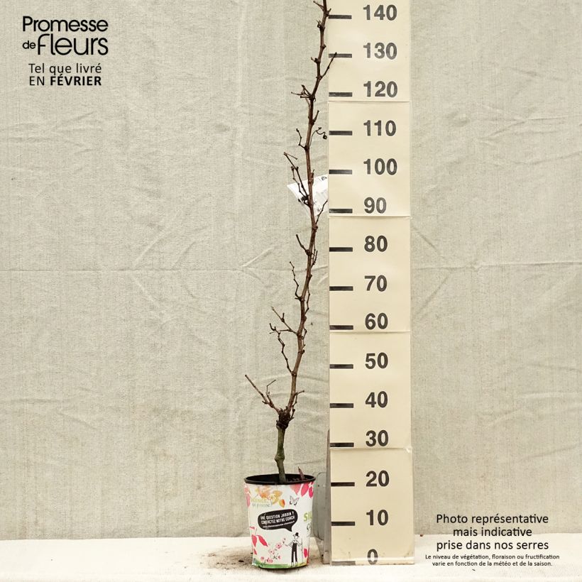 Exemplar von Weinrebe EVITA Topf mit 4L/5L wie im Winter geliefert