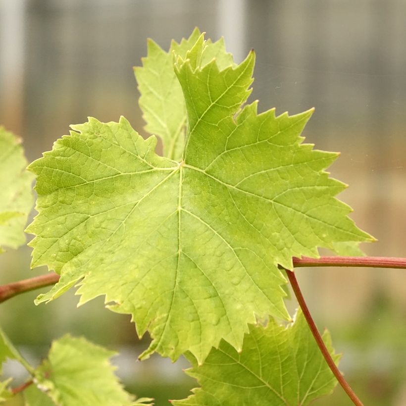 Weinrebe EVITA (Foliage)