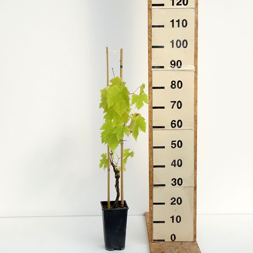 Example of Weinrebe exalta ZPd4 Topf mit 2L/3L as you get in ete