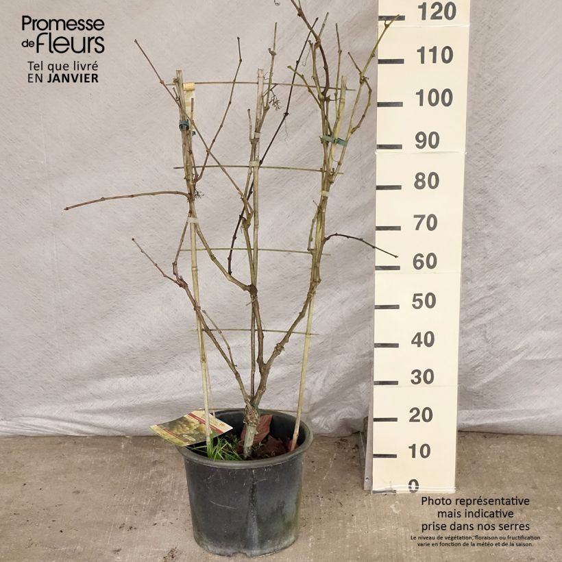 Exemplar von Weinrebe FANNY COV Topf mit 12L/15L wie im Winter geliefert