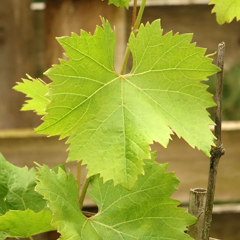 Weinrebe FANNY COV (Foliage)