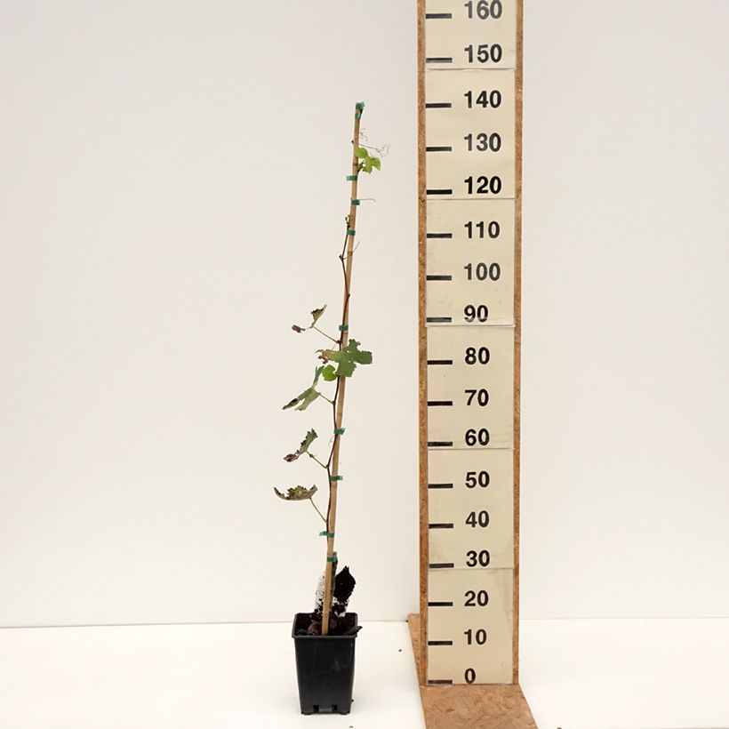 Exemplar von Weinrebe Fragola Bianca - Vitis labrusca x vinifera Topf mit 1,5L/2L wie im Herbst geliefert