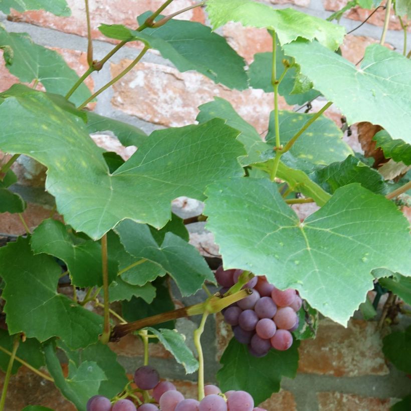 Weinrebe Fragola Nera - Vitis labrusca x vinifera (Foliage)