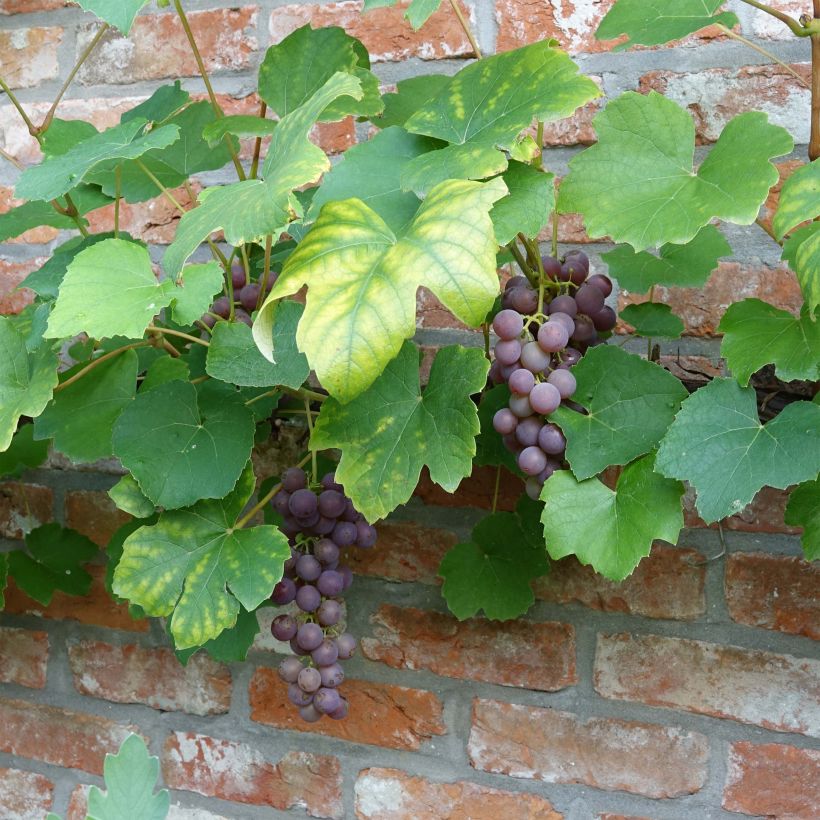 Weinrebe Fragola Nera - Vitis labrusca x vinifera (Harvest)