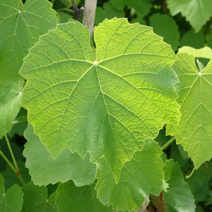 Weinrebe Fragola Nera Précoce - Vitis labrusca x vinifera (Foliage)