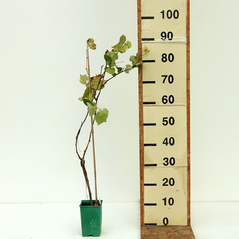 Exemplar von Weinrebe Fragola Nera - Vitis labrusca x vinifera Topf 12 cm / 13 cm wie im Sommer geliefert