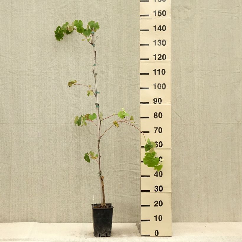 Example of Weinrebe Fragola Nera - Vitis labrusca x vinifera Topf mit 4L/5L as you get in ete