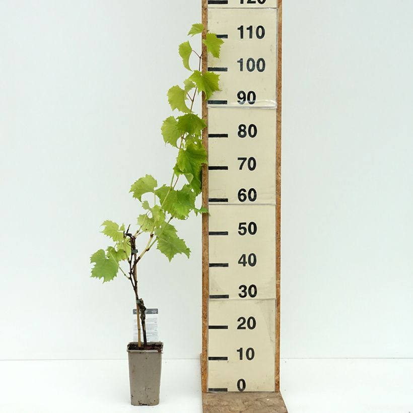 Exemplar von Weinrebe Galante Topf mit 1,5L/2L wie im Sommer geliefert