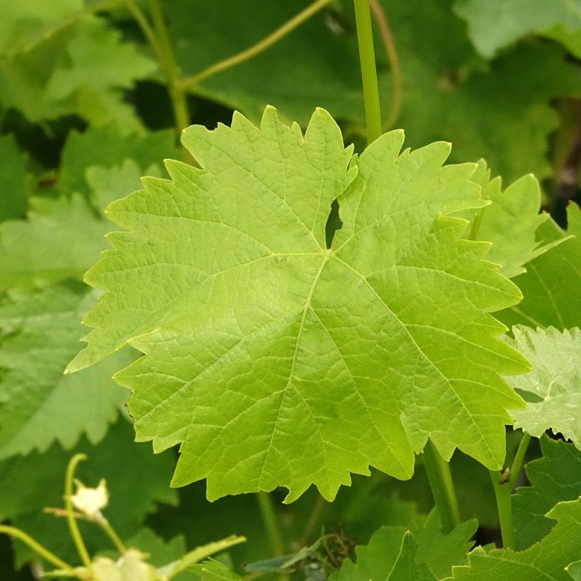 Weinrebe Italia (Laub)