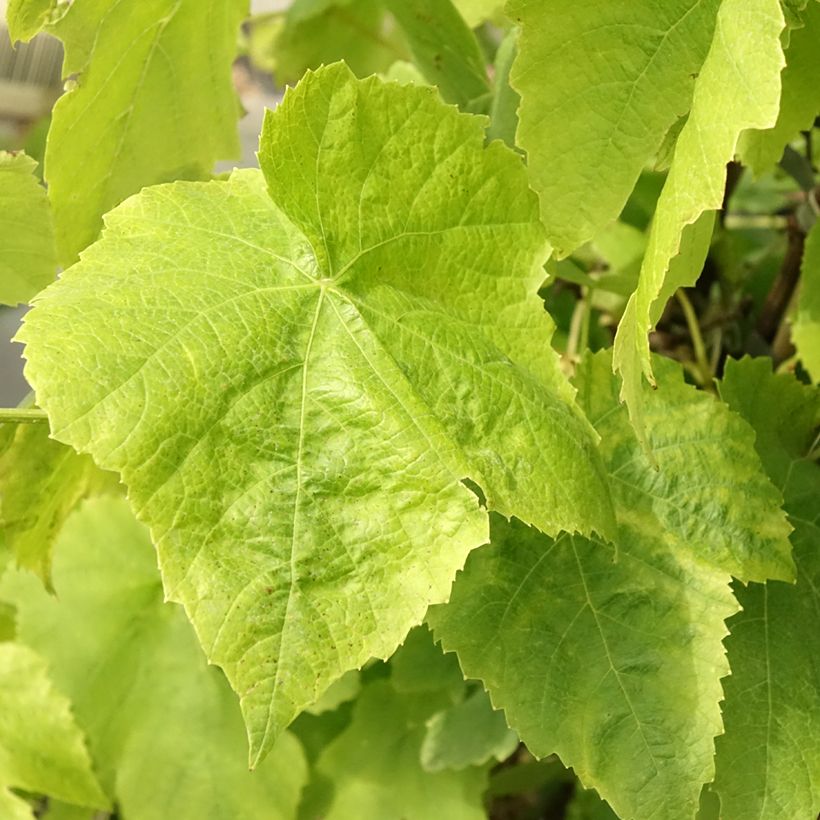 Weinrebe Lakemont (Foliage)