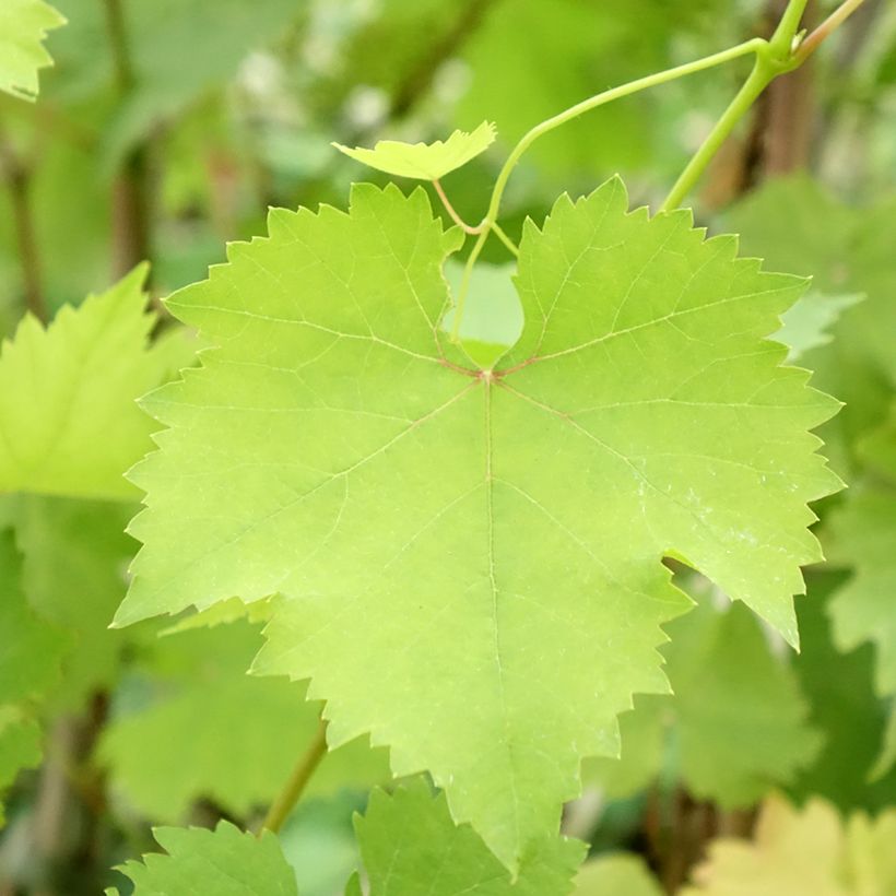 Weinrebe Madeleine Royale (Foliage)