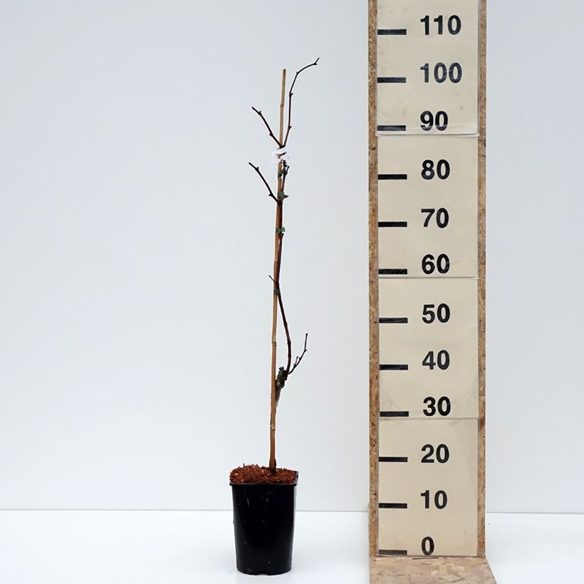Example of Weinrebe Marechal Foch (188-2 Kuhlmann) - Vitis (x) vinifera Topf mit 2L/3L as you get in hiver