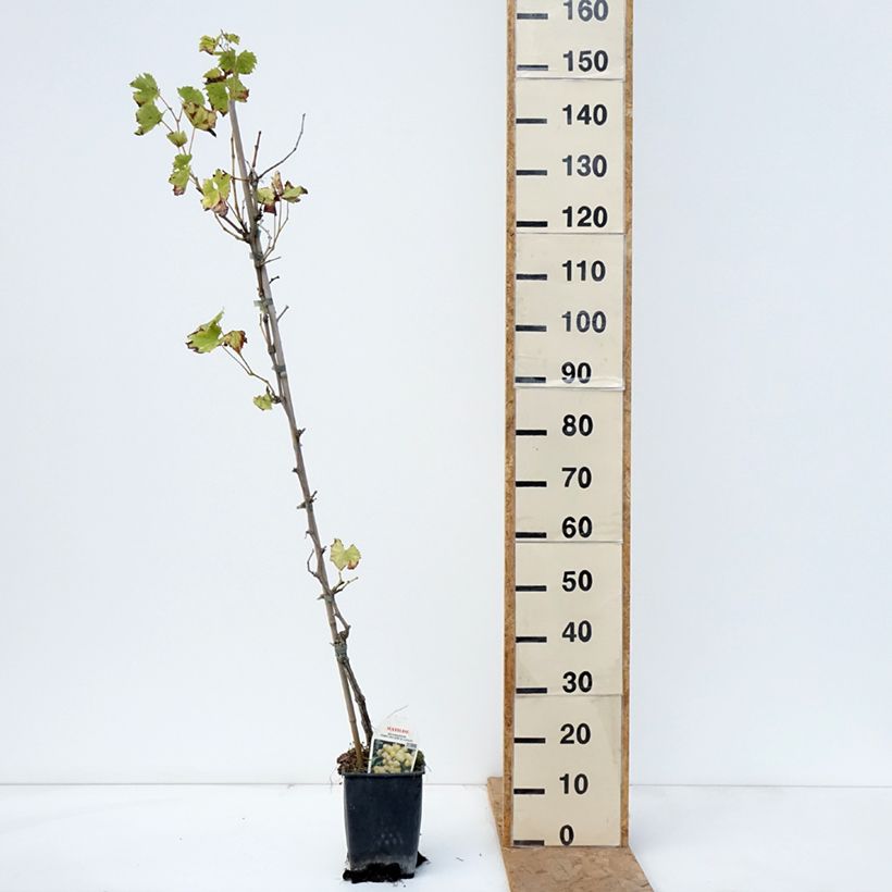 Exemplar von Weinrebe Matilde Topf mit 3L/4L wie im Herbst geliefert