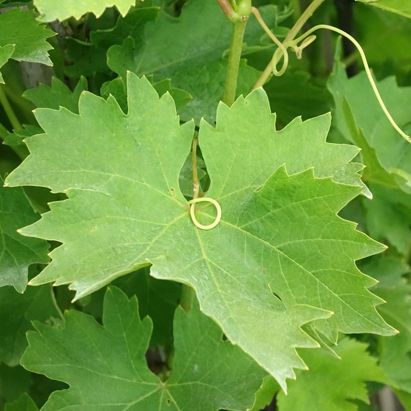 Weinrebe Matilde (Foliage)