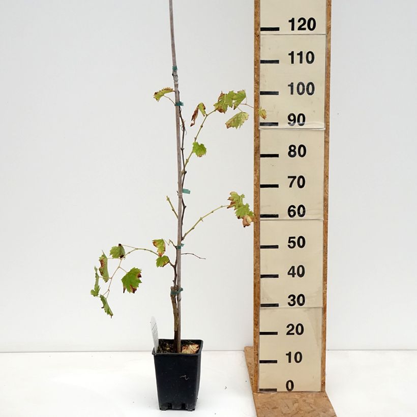 Exemplar von Weinrebe Moscato Monregalese Topf mit 1,5L/2L wie im Herbst geliefert