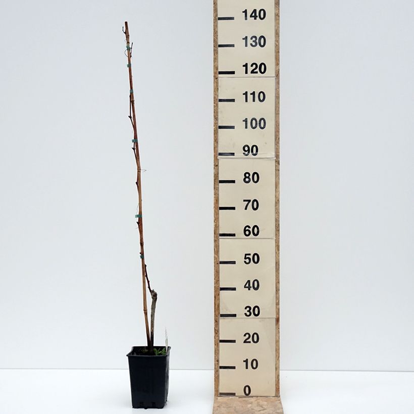Example of Weinrebe Moscato Monregalese Topf mit 1,5L/2L as you get in hiver