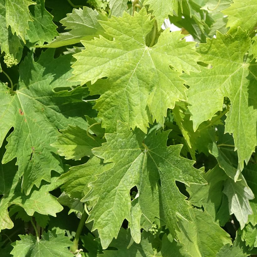 Weinrebe Moscato Terracina (Foliage)