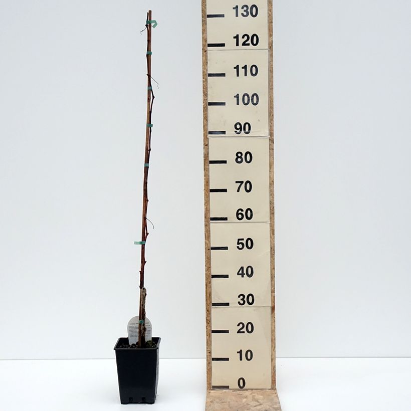 Example of Weinrebe Moscato Terracina Topf mit 1,5L/2L as you get in hiver