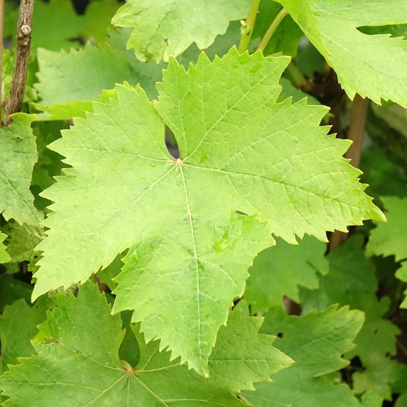 Weinrebe Muscat d'Alexandrie (Foliage)
