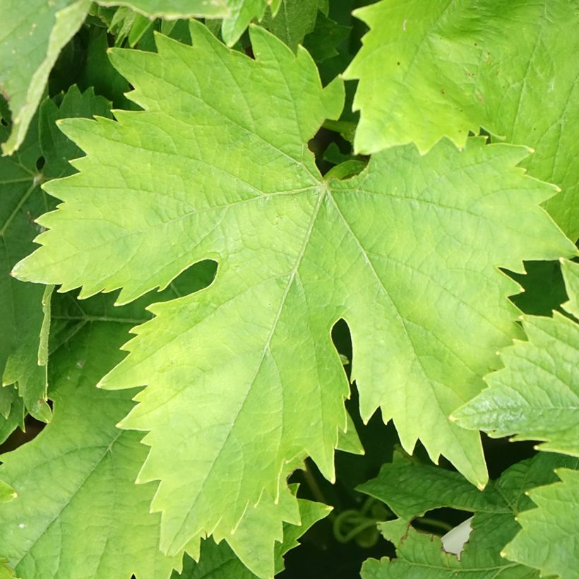 Weinrebe Muscat Blanc à Petits Grains (Foliage)
