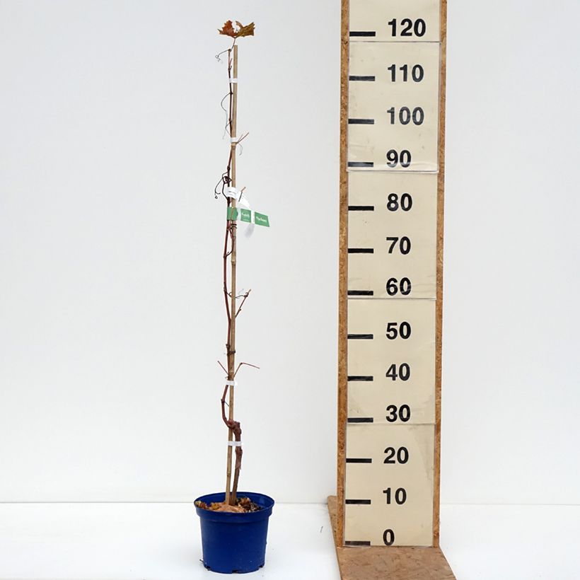 Exemplar von Weinrebe Nathy-Sauvignac Vign'Happy Fruitality Topf mit 3L/4L wie im Herbst geliefert