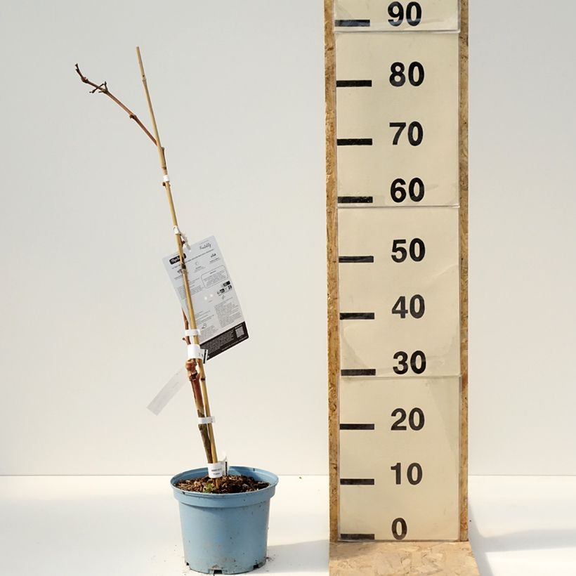 Exemplar von Weinrebe Nathy-Sauvignac Vign'Happy Fruitality Topf mit 3L/4L wie im Frühjahr geliefert