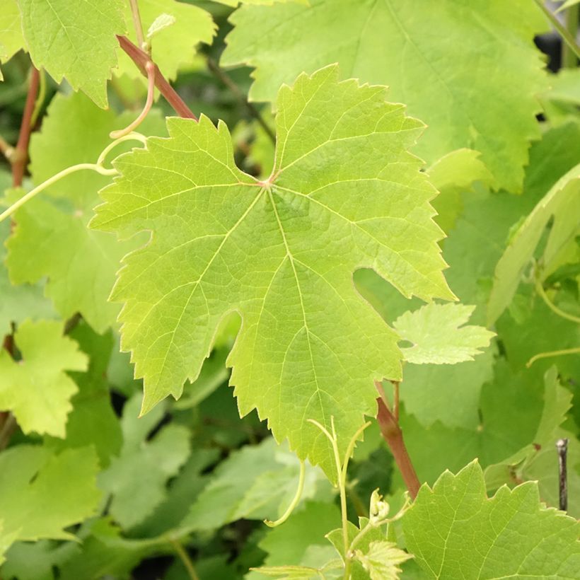 Weinrebe Nebbiolo (Foliage)