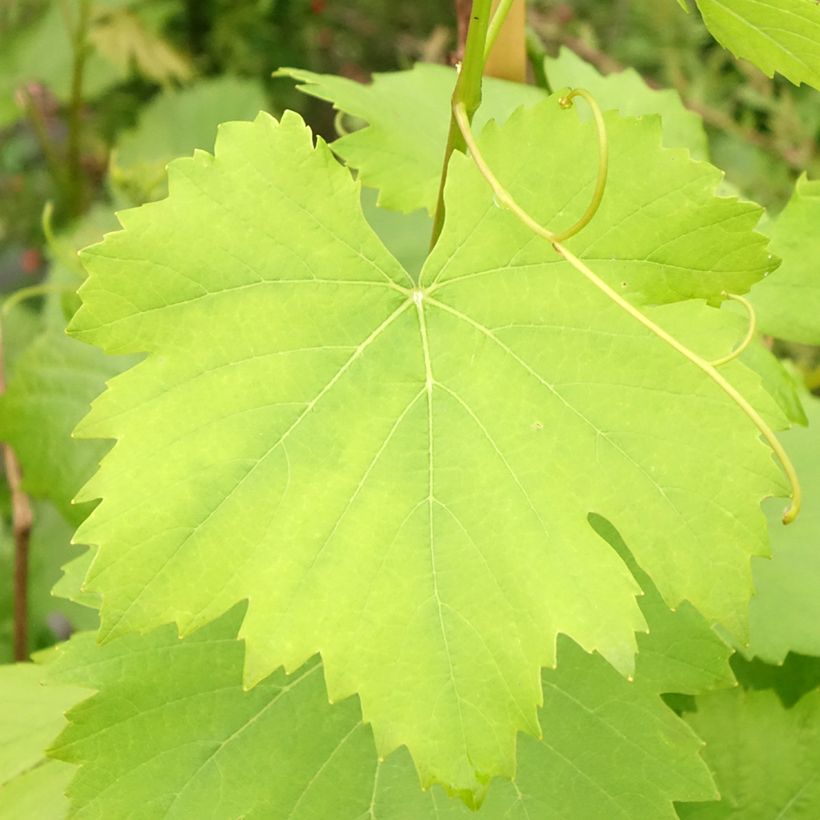 Weinrebe Noir Hâtif de Marseille (Foliage)