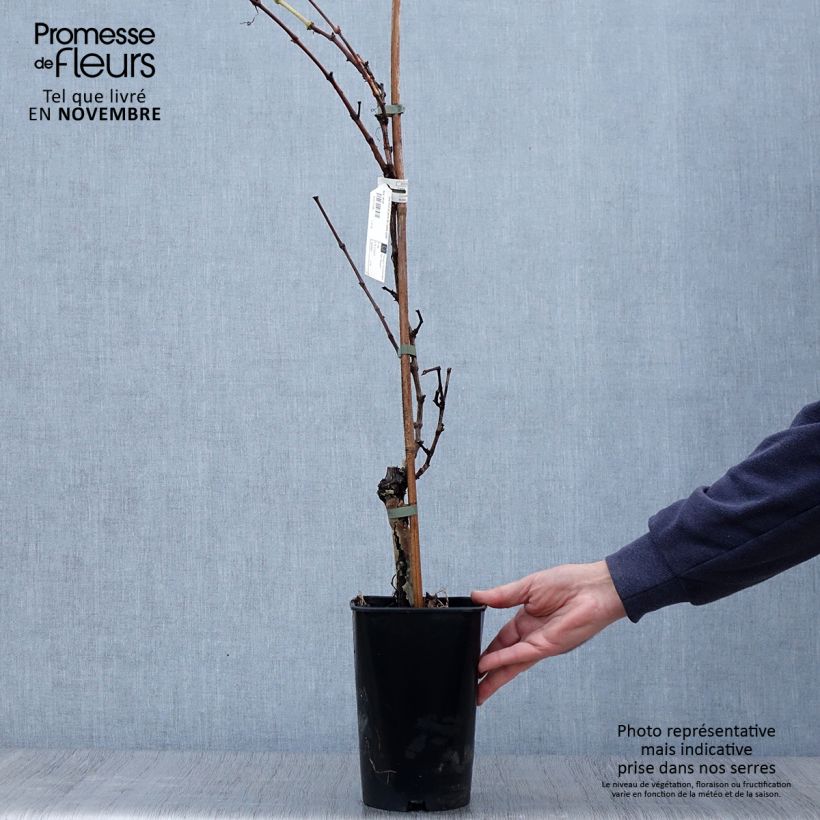 Example of Weinrebe Perle de Csaba Topf mit 1,5L/2L as you get in automne