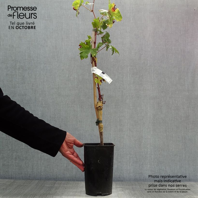 Example of Weinrebe Perlette Topf mit 2L/3L as you get in automne