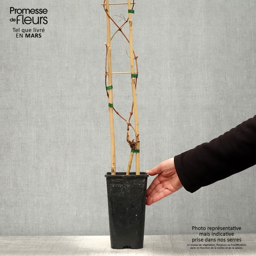 Exemplar von Weinrebe Petit Verdot Topf mit 2L/3L wie im Frühjahr geliefert