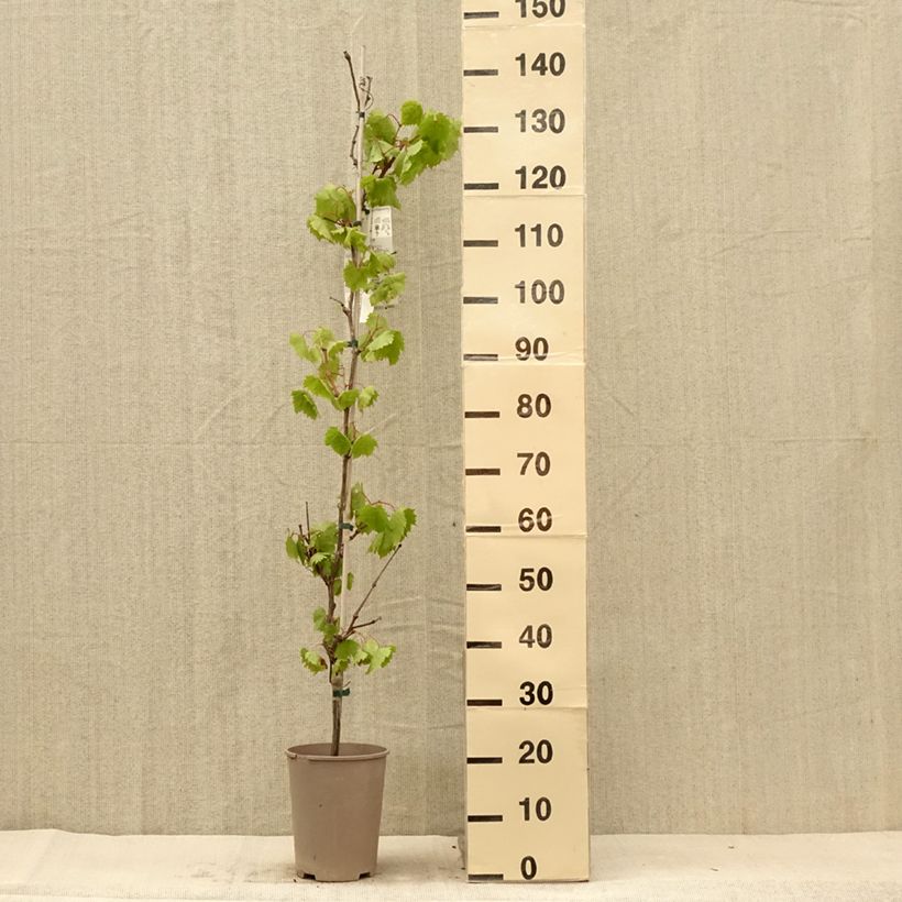 Example of Weinrebe Philipp Topf mit 4L/5L as you get in ete