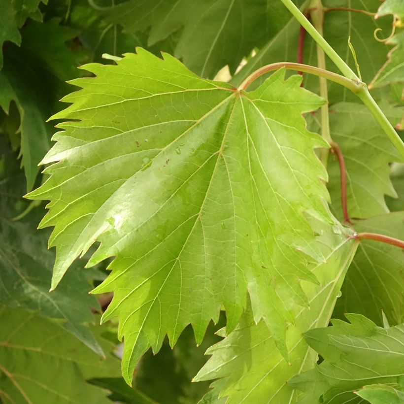 Weinrebe Philipp (Foliage)