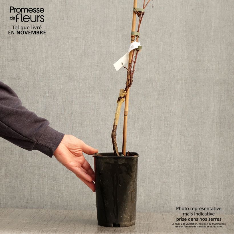 Example of Weinrebe Pied de Perdrix Topf mit 2L/3L as you get in automne