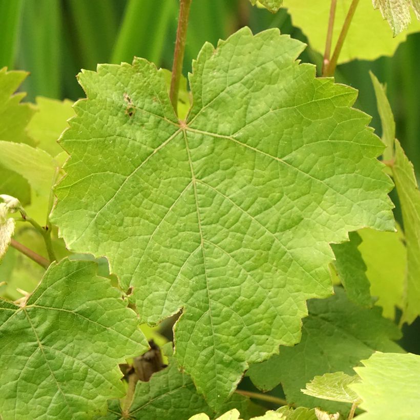 Weinrebe Pied de Perdrix (Foliage)