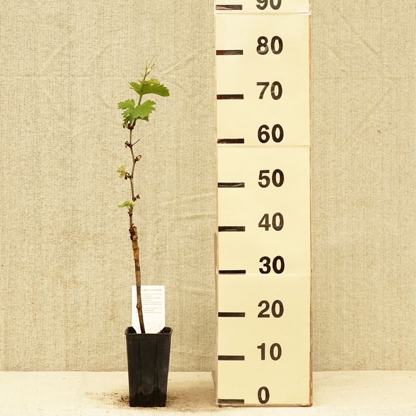 Exemplar von Weinrebe Pinot Noir Topf mit 1L/1,5L wie im Frühjahr geliefert