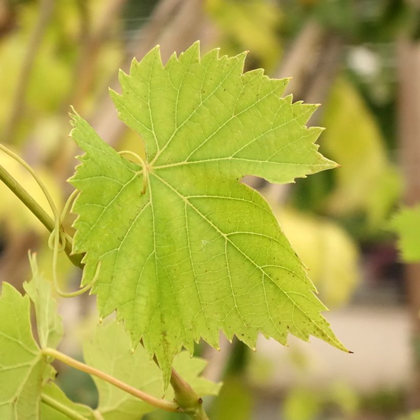 Weinrebe Regent (Foliage)