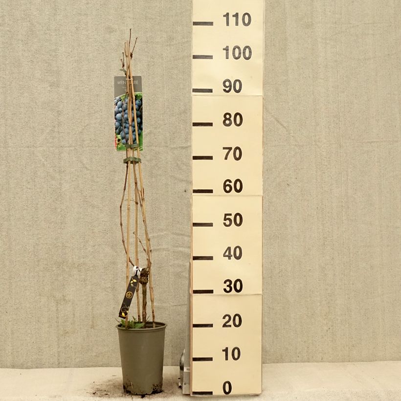 Exemplar von Weinrebe Regent Topf mit 2L/3L wie im Frühjahr geliefert